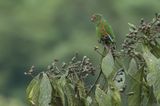  El Oro Parakeet (Pyrrhura orcesi)