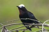 White-capped Tanager (Sericossypha albocristata)