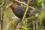 Ocellated Tapaculo (Acropternis orthonyx)