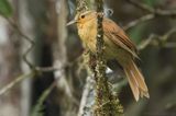 Buff-fronted Foliage-gleaner (Dendroma rufa)