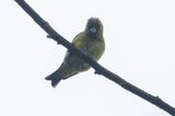 Yellow-bellied Siskin (Spinus xanthogastrus)