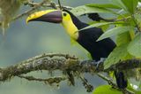 Yellow-throated Toucan (Ramphastos ambiguus)
