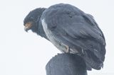 Barred Hawk (Morphnarchus princeps)