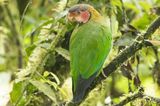 Rose-faced Parrot (Pyrilia pulchra)
