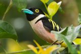 Black-and-yellow Broadbill (Eurylaimus ochromalus)
