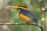 Rufous-collared Kingfisher (Actenoides concretus)