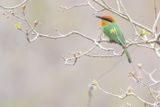 Bhms Bee-eater (Merops boehmi)