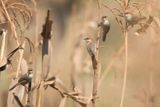 Black-lored Cisticola (Cisticola nigriloris)