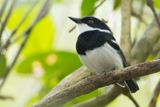 Reichenows Batis (Batis reichenowi)