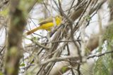 Livingstones Flycatcher (Erythrocercus livingstonei)