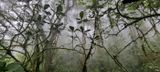 Uzungwa Scarp Forest, Iringa, Tanzania