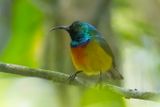 Loveridges Sunbird (Cinnyris loveridgei)