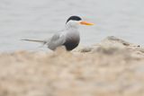 Black-bellied Tern (Sterna acuticauda)