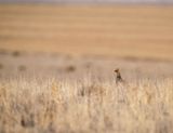 In the Vast Prairie