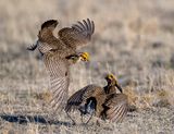 Leaping During a Fight