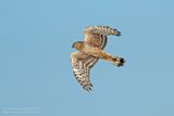 Blauwe Kiekendief / Hen Harrier