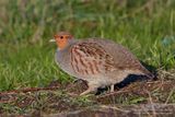 Patrijs / Partridge