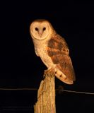 Kerkuil / Barn Owl