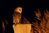 Kerkuil / Barn Owl