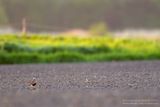Morinelplevier / Dotterel