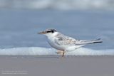 Dwergstern / Little Tern