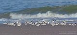 Dwergsterns / Little Terns