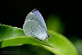 Boomblauwtje / Holly blue