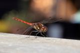 Bruinrode Heidelibel / Brown-red darter