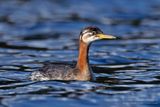 Roodhalsfuut / Red-necked Grebe