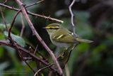 Pallas Boszanger / Pallas Leaf Warbler