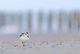Drieteenstrandloper / Sanderling