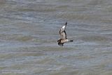 Kleine Jager / Arctic Skua