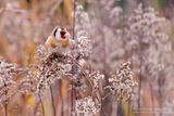 Putter / European Goldfinch