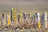 Oeverpieper / Rock Pipit