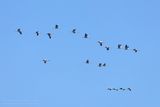 Kraanvogels / Common Cranes