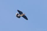 Zomertortel / Turtle Dove