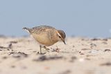Morinelplevier / Dotterel