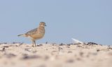 Morinelplevier / Dotterel