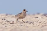 Morinelplevier / Dotterel