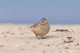 Morinelplevier / Dotterel
