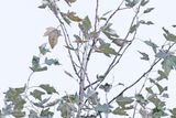 Pallas Boszanger / Pallas Leaf Warbler
