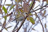 Yellow-browed Warbler