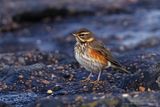 Koperwiek / Redwing