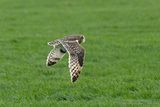 Velduil / Short-eared Owl