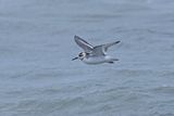 Rosse Franjepoot / Grey Phalarope