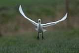 Koereiger / Cattle Egret