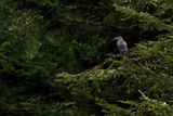 Notenkraker / Spotted Nutcracker