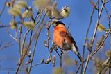 Goudvink / Bullfinch