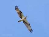 Visarend / Osprey