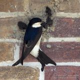 Huiszwaluw / House Martin